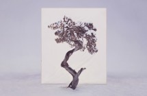 Myoung Ho Lee: Forest For The Trees