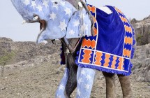 Charles Freger: Painted Elephants 