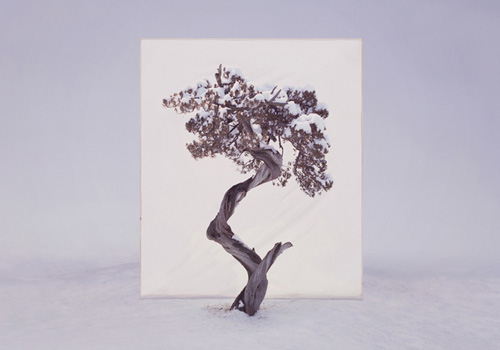 Myoung Ho Lee: Forest For The Trees