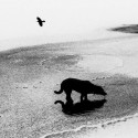Alessandro Crimi: Changements