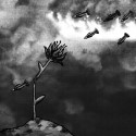 Sarp Yilmaz: The World Is Not A Cherry Pie
