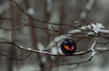 Constantin Bolimond: Sound Of Birds Constantin Bolimond: Sound Of Birds