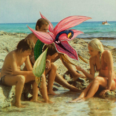001-beach-orchid